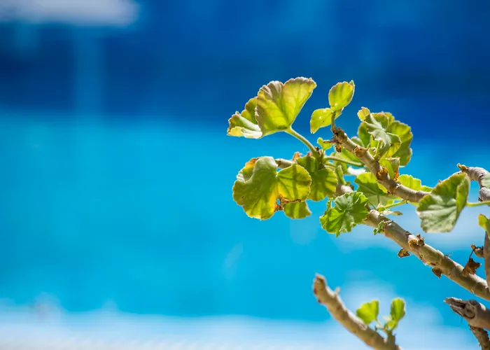 Aparthotel Paradise 3*